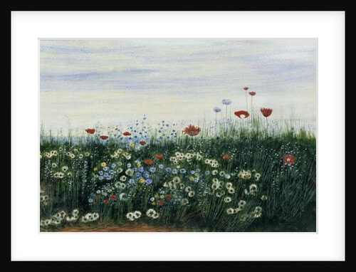 Poppies, Daisies and other Flowers by the Sea by Andrew Nicholl