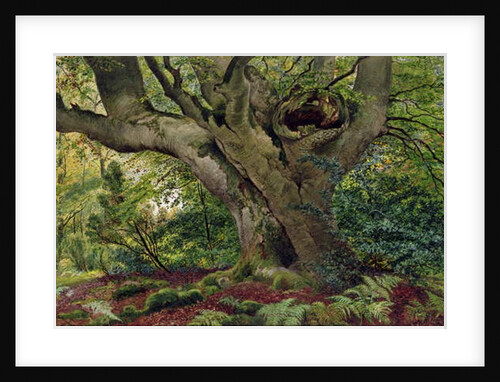 Burnham Beeches by James Matthews