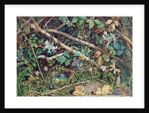 A Bird's Nest among Brambles, Honeysuckle and Undergrowth, 1858 by John Sherrin