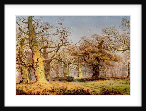Oak Trees in Sherwood Forest, 1877 by Andrew MacCallum