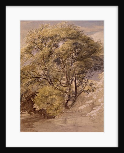 Study of a Willow Tree, c.1850 by Samuel Palmer