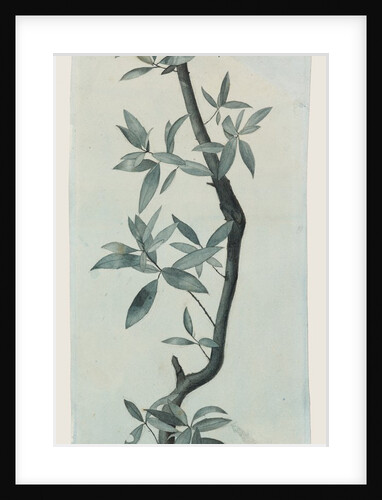 Study of Willow Leaves, c.1857 by John Ruskin