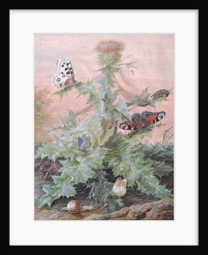 Insects Around a Thistle, 1700 by Margaretha Barbara Dietzsch