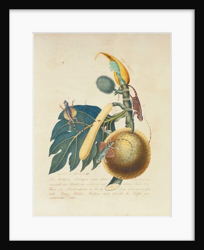 Der Broadbaum..., 1847 by Aloys Zotl