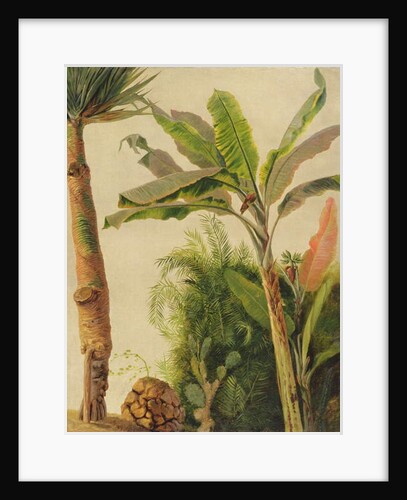 Banana Tree, c.1865 by Frederic Edwin Church