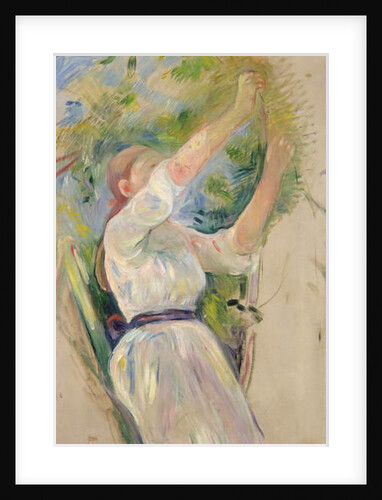 Girl gathering cherries, 1891 by Berthe Morisot
