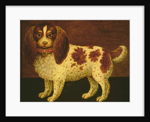 A Spaniel by English School