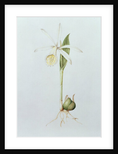 Pleione Formosana Alba by Mary Kenyon-Slaney