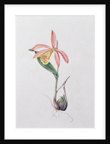 Pleione Zeus Wildstein by Mary Kenyon-Slaney