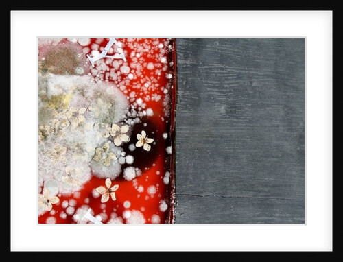 Immortality 2 by Charlie Millar