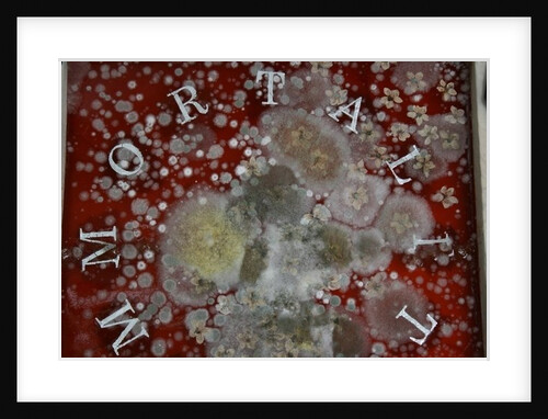 Immortality by Charlie Millar