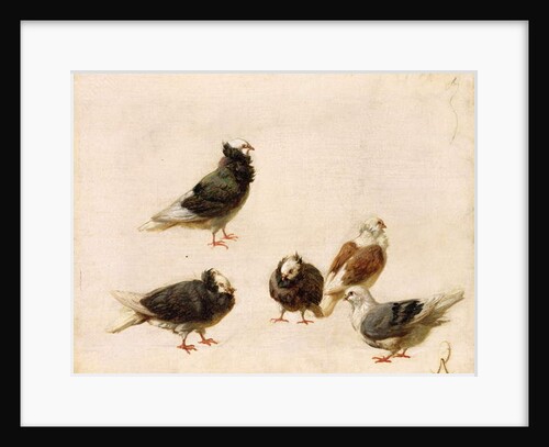 Pigeons, 1888 by Jose Ruiz Blasco
