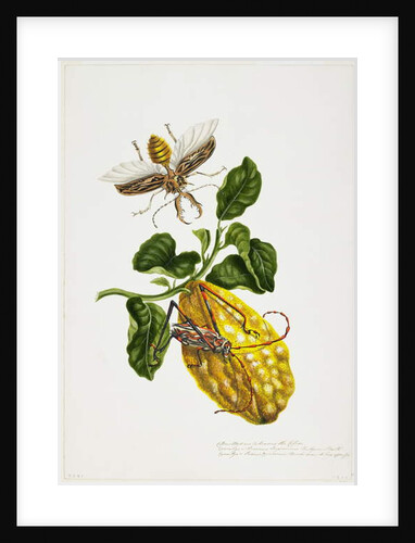 The Citron and Insects by Priscilla Susan Bury