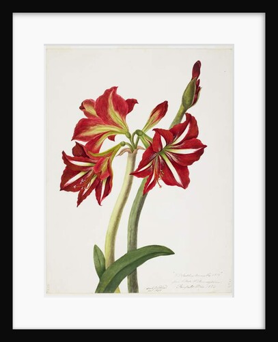 E.F. Seedling Amaryllus, May 1824 by Priscilla Susan Bury