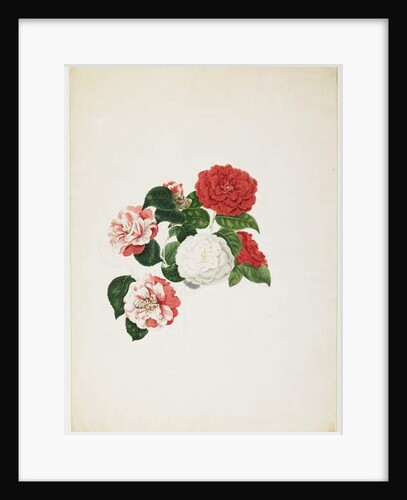 Common Camellias by Clara Maria Pope