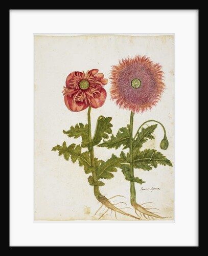 Poppies by Italian School