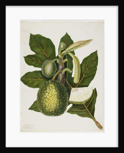Artocarpus Incisa, December 1866 by Priscilla Susan Bury