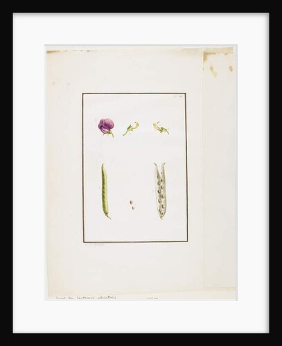 Botanical Dissection: Sweet Pea, c.1778-90 by Pierre Joseph Redouté