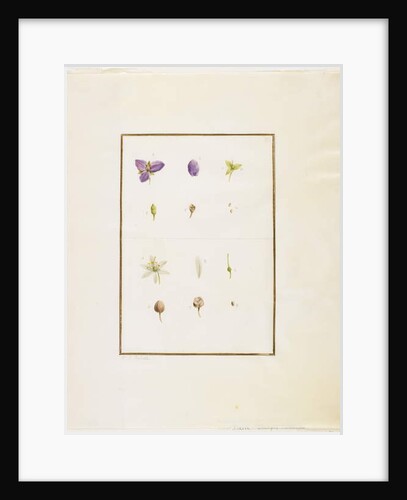 Botanical Dissection: Spiderwort and Senna, c.1778-90 by Pierre Joseph Redouté