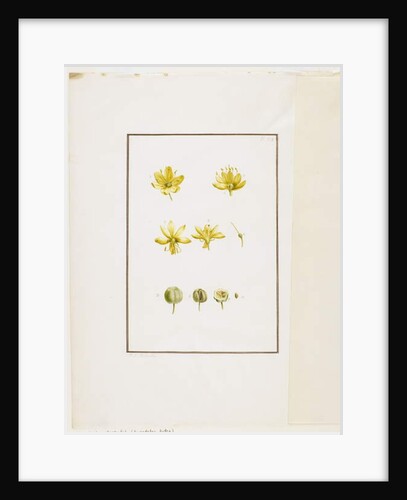 Botanical Dissection: Yellow Asphodel, c.1778-90 by Pierre Joseph Redouté
