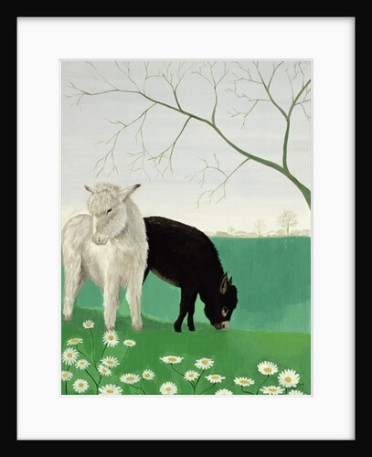 Donkeys and Daisies by Maggie Rowe