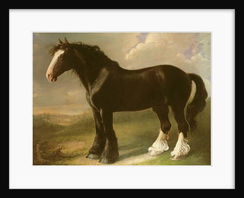 Old English Black Horse by William Shiels