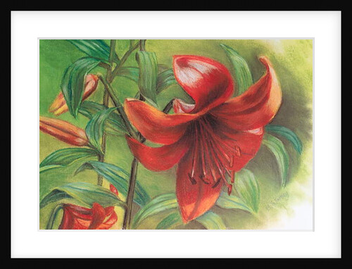 Lilium, 2017 by Margo Starkey