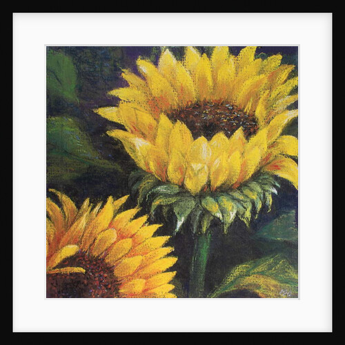 Sunflowers, 2016 by Margo Starkey