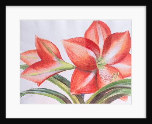 Variegated Lily, 2016 by Margo Starkey