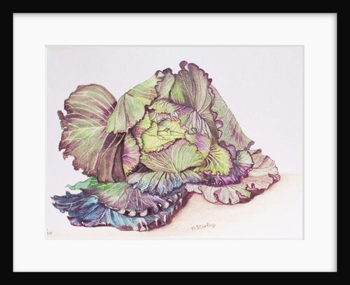 Cabbage, 1990 by Margo Starkey