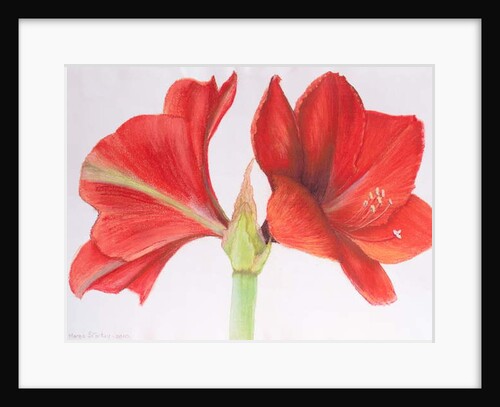 Amaryllis, 2015 by Margo Starkey