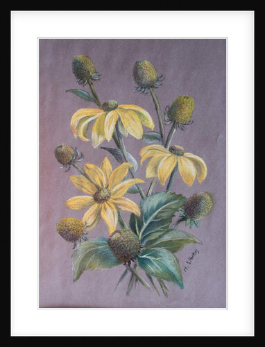 Rudbeckia, 2014 by Margo Starkey