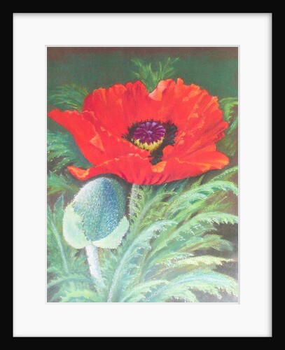Poppies by Margo Starkey