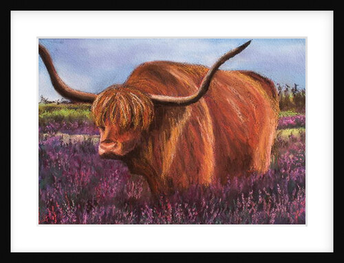 Highland Bull in Scotish Heather, 2018 by Margo Starkey