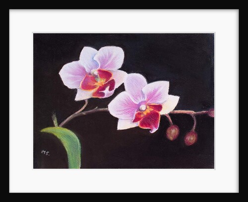 Orchid in my Bedroom, 2018 by Margo Starkey