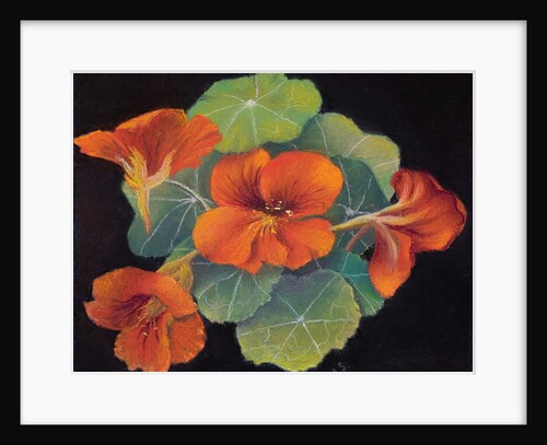 Nastursions by Margo Starkey