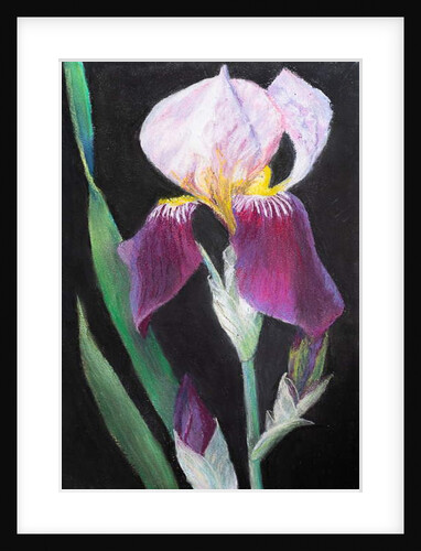 Iris from my garden by Margo Starkey
