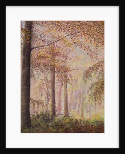 Misty woods by Margo Starkey