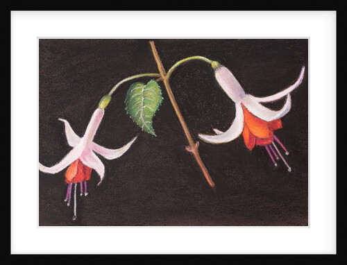 Fuchsias from my garden by Margo Starkey