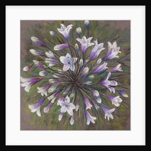 Agapanthus by Margo Starkey