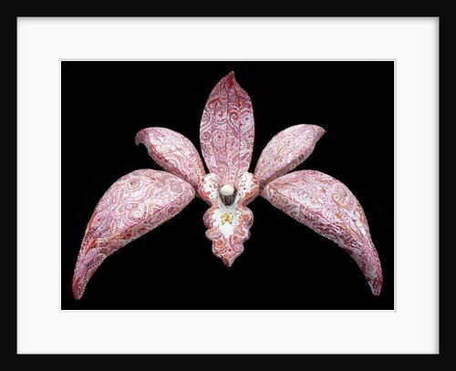 Orchid, 2011 by Maylee Christie