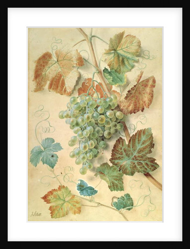White Grapes by James Sillett