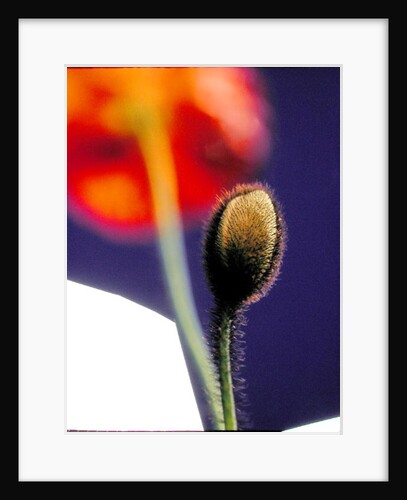 Poppy bud, 1996 by Norman Hollands