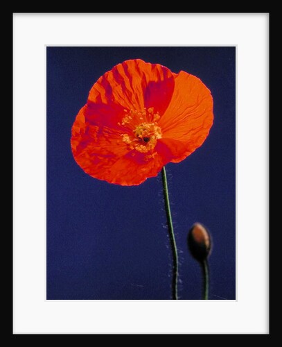 Poppy, 1996 by Norman Hollands