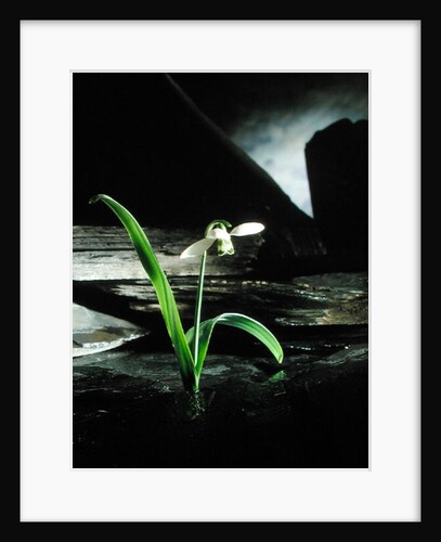 Snowdrop / Slate, 1995 by Norman Hollands