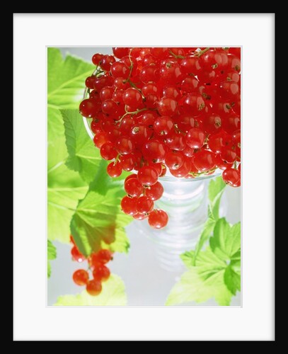 Redcurrants & leaves, 1996 by Norman Hollands