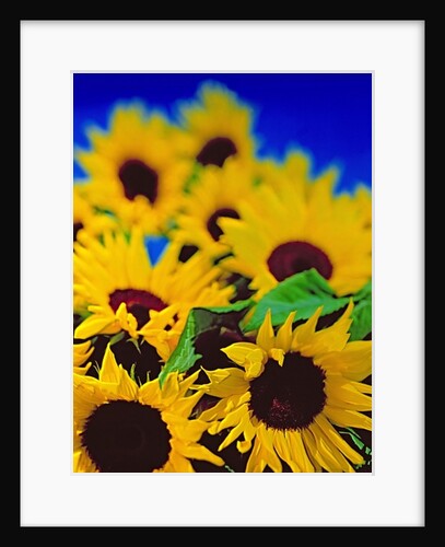 Sunflower relief, 1999 by Norman Hollands
