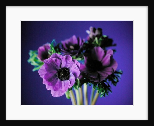 Anemonies, 1998 by Norman Hollands