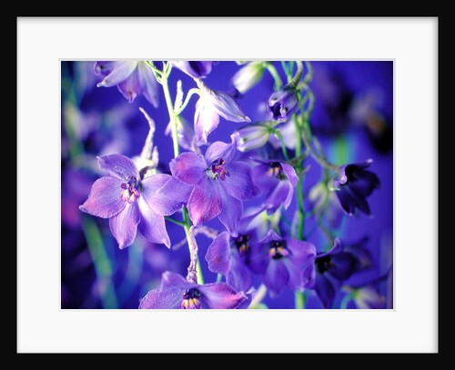 Delphina, 1998 by Norman Hollands