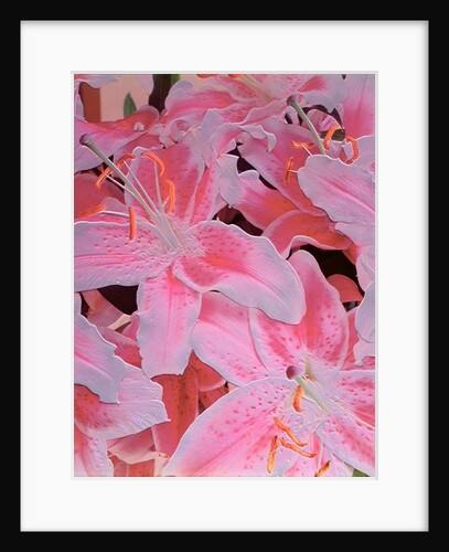 Tiger lily relief, 1999 by Norman Hollands